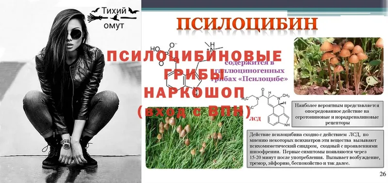 Галлюциногенные грибы Psilocybine cubensis  Бабушкин 